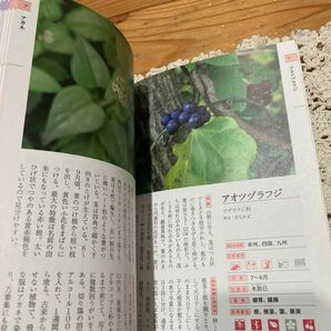 古本 即決 送料無料♪身近な薬草活用手帖 100種類の見分け方採取法利用法 の画像4