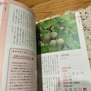 古本 即決 送料無料♪身近な薬草活用手帖 100種類の見分け方採取法利用法 の画像5