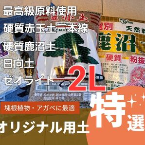 硬質赤玉土 赤玉土三本線 塊根植物用土 グラキリス　塊根　コーデックス パキポディウム アガベ 多肉植物 日向土 鹿沼土