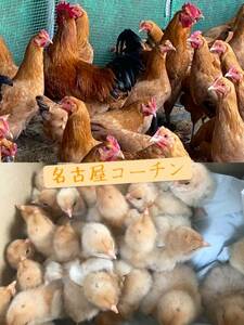 ★★必見★★名古屋コーチン純系　有精卵　１０個　食用　たまご　タマゴ　ニワトリ　鶏