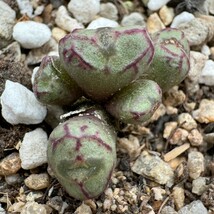 N692八重垣姫 ×プラキツム (Conophytum ficiforme ”placitum” S.H. コノフィツム フィシフォルメフィキフォルメ プラキツム ハマー)6点_画像1