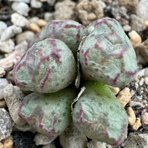 N694八重垣姫 × プラキツム (Conophytum ficiforme ”placitum” S.H. コノフィツムフィシフォルメフィキフォルメ プラキツム ハマー)8点