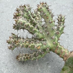 N1298多肉植物 Euphorbia Horwoodii 挿木株