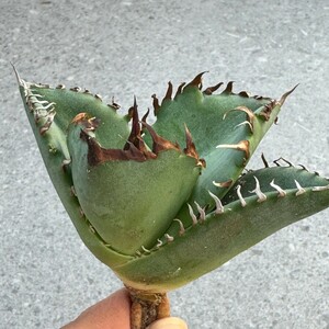 N1211アガベ チタノタ 蟹 カニ Agave