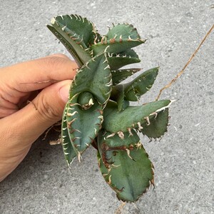 N1376アガベ チタノタ 蟹 カニ Agave3頭