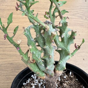 N1673★サボテン・多肉植物★ ユーフォルビア・ハマタ　Euphorbia hamata★コーデックス 