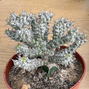 N1676多肉植物 Euphorbia Horwoodii 挿木株