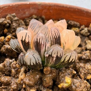 N1439ハオルシア　ハオルチア　多肉植物　ドドソン紫オブツーサ錦　極上斑　超美品