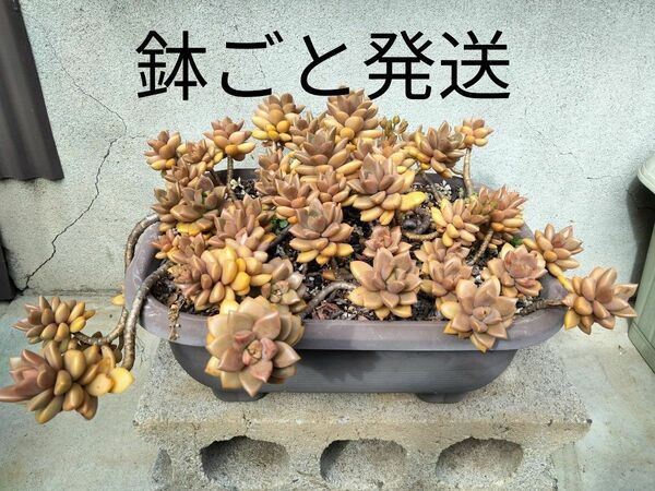 多肉植物　ブロンズ姫　鉢ごと　匿名配送