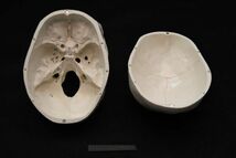 解剖模型頭蓋骨 1/1 等身大 頭部 骨 実験 研究 玩具 骨格モデル 解剖模型シリーズ 医学 医療 人間 骸骨 髑髏 学習 教育 F199_画像8
