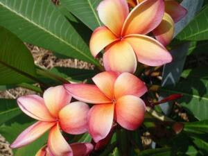 * plumeria *. tree branch Rainbow *