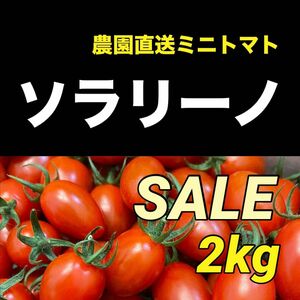 高糖度　ソラリーノ　2kg　栃木県産　プリッとコクうま　ミニトマト　農園直送