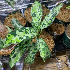 AZ便 アグラオネマ ピクタム ”ラプラス” 箱個体【AZ0213-5c】 Aglaonema pictum Laplace UC 増殖株 の画像1