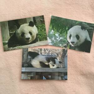 ☆ありがとうタンタン☆　ポストカード３枚セット　王子動物園　パンダ