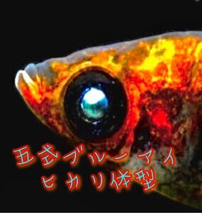 *me Dakar. egg shop san ~.. medaka ... type Blue Eye hikari body type have . egg 10 piece +α kind parent actual article or goods finest quality individual 