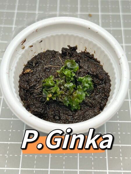 ビカクシダ　p.Ginka 前葉体