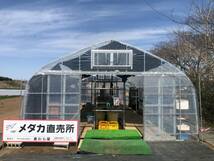 【麦わら屋 メダカ園】夜桜　ラメ色々　メダカ　増量　卵 50+ α 4個口までまとめて配送出来ます＊落札前に商品詳細を確認して下さい。_画像2