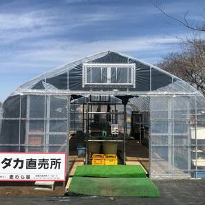 【麦わら屋 メダカ園】琥珀 メダカ 増量 卵 60+ α 4個口までまとめて配送出来ます＊落札前に商品詳細を確認して下さい。の画像3