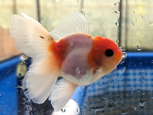 *... Chan farm *I435I rose tail Holland two -years old fish approximately 9.5cm female 