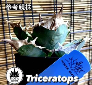 HIDDEN AGAVE*Triceratops* Jeremy. tolikelatops special selection . stock! inspection : white . cow, white rhinoceros,o terrorism i, agave,chitanota