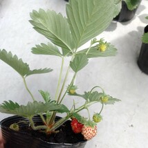  【今季ラスト】ワイルドストロベリー　3号（7.5㎝）ポット苗×10株　白花　赤実　グランドカバー、寄せ植えに　宅急便送料込み_画像4