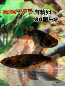 五式タイプR GODマダラ 有精卵30個+α