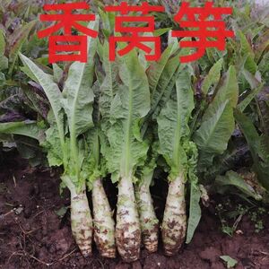 埼玉県産　中国野菜　茎レタス　紅尖叶香笋　山クラゲ　3キロ以上　葉付き