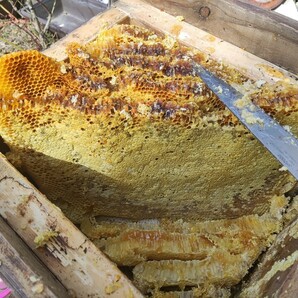 日本蜜蜂 純粋 蜂蜜 ハチミツ ５００ｇ 1本です  静岡県 牧之原産の画像7