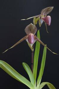 洋蘭　パフィオ（Paph）rothschildianum　開花中！（その2）