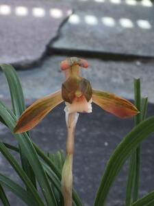 日本春蘭 「桃山錦」１本花付き　シュンラン　古典園芸