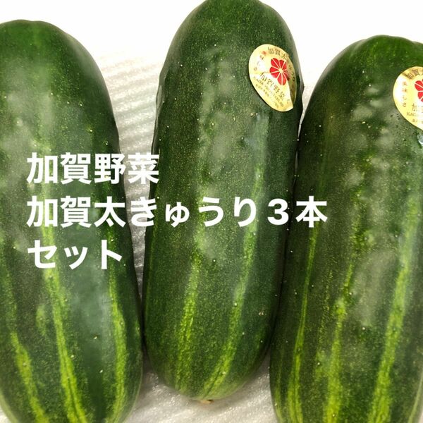 加賀野菜　加賀太きゅうり3本セット