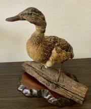 #6950【置物にどうぞ!!】 詳細不明 カモ?? 鳥の剥製 台座付 現状品_画像1