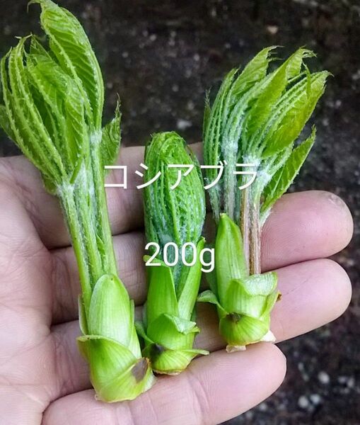 岩手県産　最終　コシアブラ　200g