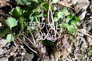 岩手県産　天然　葉ワサビ　200g