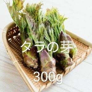 岩手県産　天然　たらの芽　300g