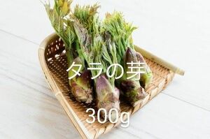 今日限定　岩手県産　天然　たらの芽　300g