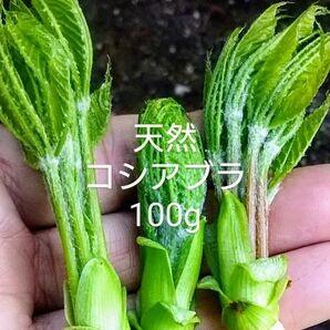 岩手県産　天然　コシアブラ　100g