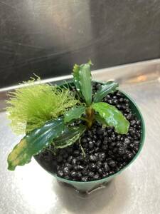 Bucephalandra sp. Green velvet(FLEUR)実生【LA】② ブセファランドラ