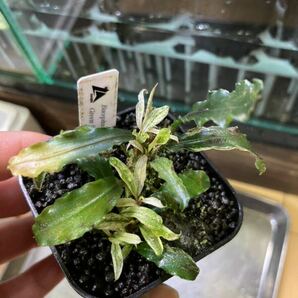 Bucephalandra sp. Green velvet(FLEUR)実生【LA】② ブセファランドラの画像4