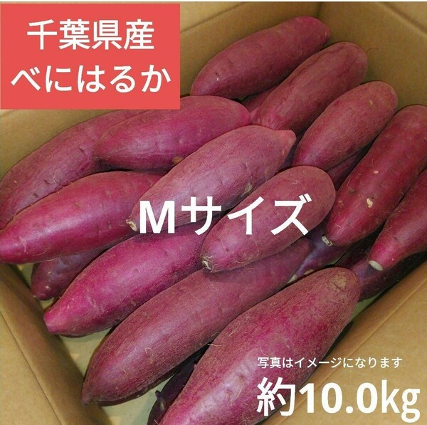 千葉県産　べにはるか　さつまいも　サツマイモ　Mサイズ約10.0㎏