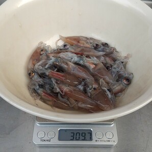 300g×10袋 3kg 2024年4月 富山県産 ホタルイカ 釣り 餌 釣り用 エサの画像2