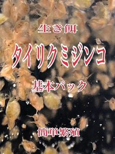 タイリクミジンコ　タネ用　めだか等のエサに最適　メダカ川魚