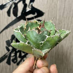 【龍園觀】No.422 特選 アガベ 多肉植物 チタノタ 白鯨 強棘 極上株の画像3