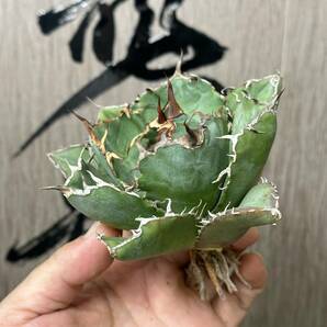 【龍園觀】No.422 特選 アガベ 多肉植物 チタノタ 白鯨 強棘 極上株の画像9