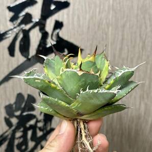 【龍園觀】 No.427 特選 アガベ 多肉植物 チタノタ 霸王竜強棘 極上株 の画像3