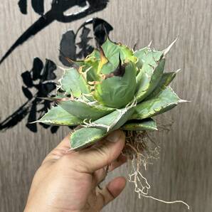 【龍園觀】 No.428 特選 アガベ 多肉植物 チタノタ 霸王竜強棘 極上株 の画像10