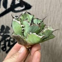 【龍園觀】No.112 特選 アガベ 多肉植物 チタノタ 黑鯨 強棘 極上株_画像1