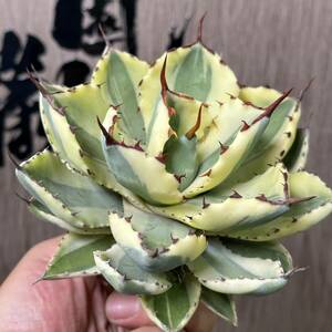 [ dragon ..]No.153 special selection agave succulent plant .... super Crown a little over . finest quality stock . leaf 