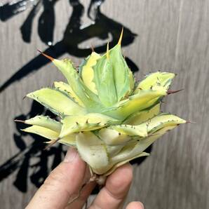 【龍園觀】No.155 特選 アガベ 多肉植物 イシスメンシス 雷神錦 楊貴妃 中斑 極上株 の画像2