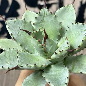 【龍園觀】No.160 特選 アガベ 多肉植物 八荒雷神 超陽炎 極上株の画像9